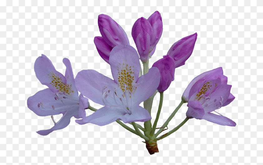 676x467 Рододендрон Рододендрон Цветочный Сад Лето Рододендро, Растение, Цветение, Пыльца Png Скачать