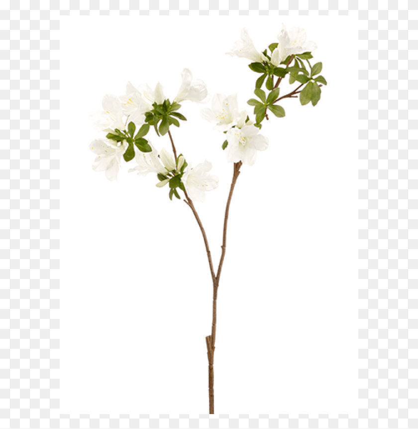 601x801 Rhododendron Spray White Jasmine, Plant, Flower, Blossom HD PNG Download