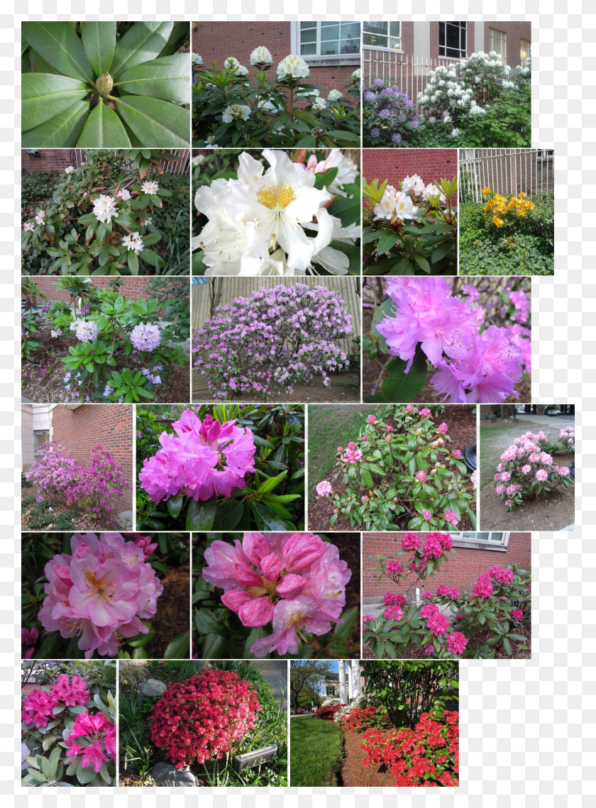 1447x2002 Rhododendrons Azaleas Common Peony HD PNG Download