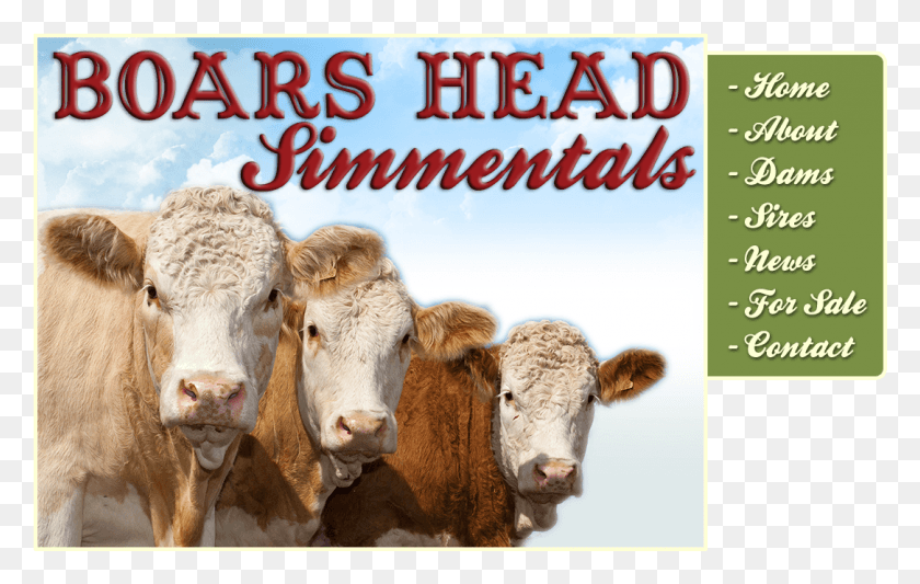 1085x658 Rhys Grenham Boars Head Simmentals Boars Head Farm Smkn 1 Cibadak, Cow, Cattle, Mammal HD PNG Download