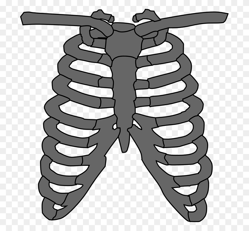 703x720 Rib Cage Heart Sounds Locations, Wasp, Bee, Insect HD PNG Download