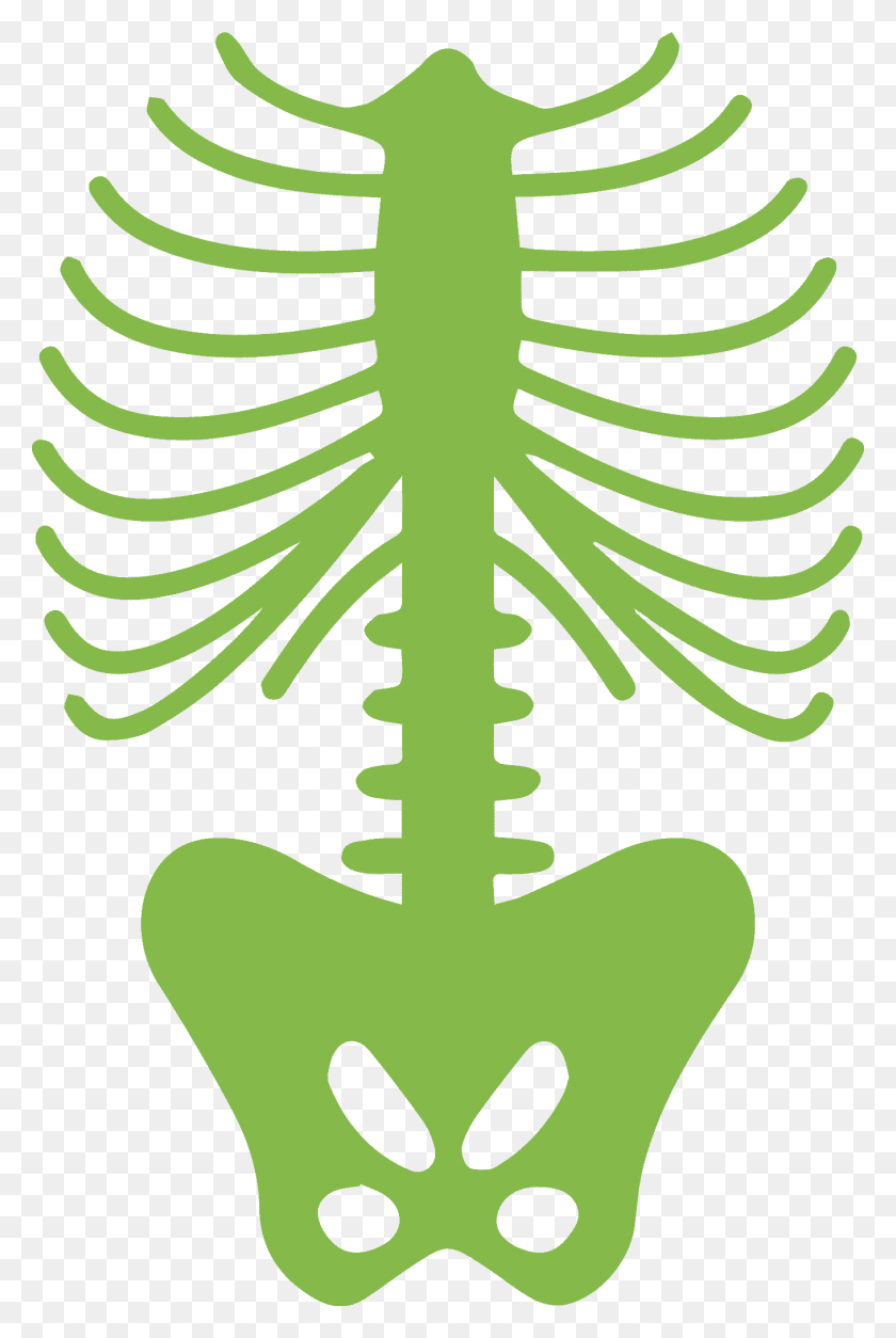 1358x2080 Грудная Клетка Человеческое Тело Человеческий Скелет Скелет Ребра, Зеленый, Растение, Комнатное Растение Hd Png Скачать