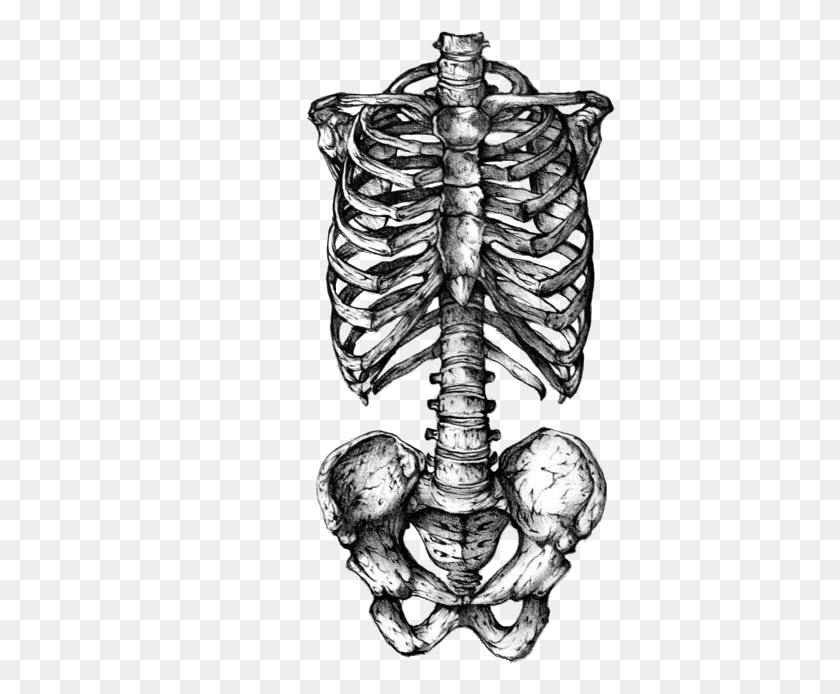 391x634 Rib Cage Human Skeleton Human Skull Symbolism Tattoo Skeleton Rib Cage Tattoo, Torso, X-ray, Medical Imaging X-ray Film HD PNG Download