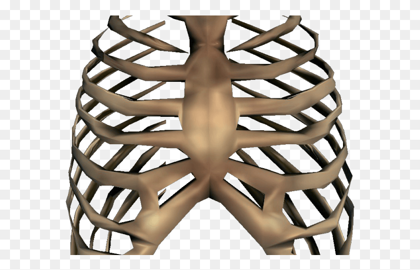 579x481 Rib Cage Transparent Images Rib Cage, Plant, Dome, Architecture HD PNG Download