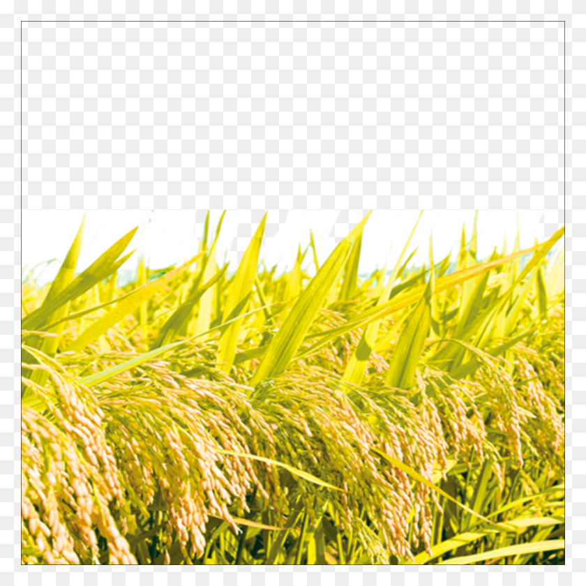 1182x1182 Rice 11821182 Transprent Free Cash Crop, Vegetation, Plant, Field HD PNG Download