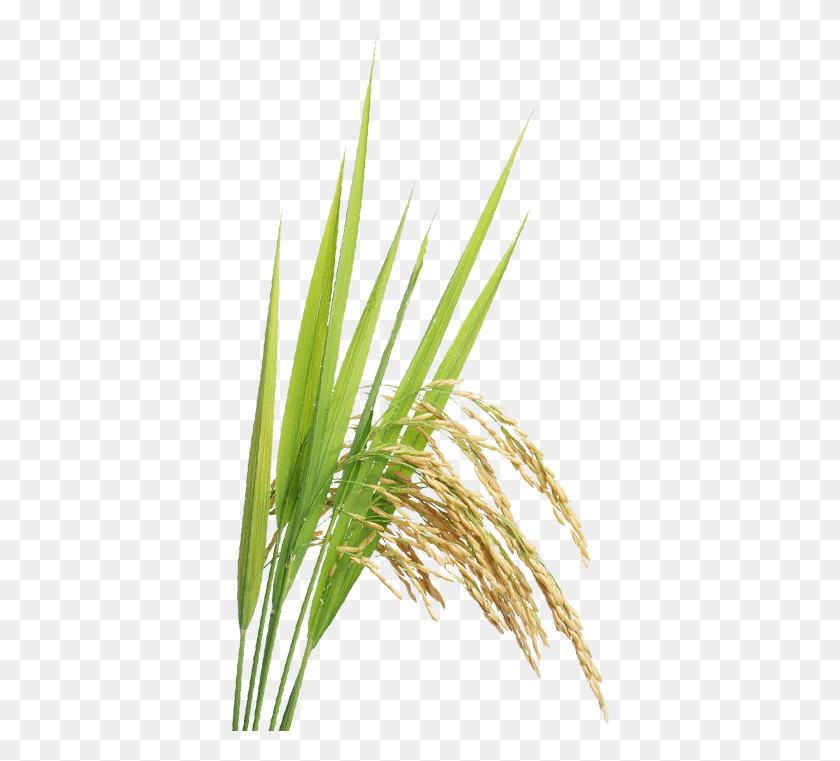 380x701 Rice Plant, Grass, Vegetation, Lawn HD PNG Download
