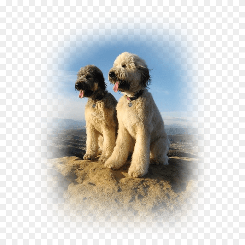 617x780 Rick Pack Founderceo Do Only Good Pet Nutrition Labradoodle, Terrier, Dog, Canine HD PNG Download
