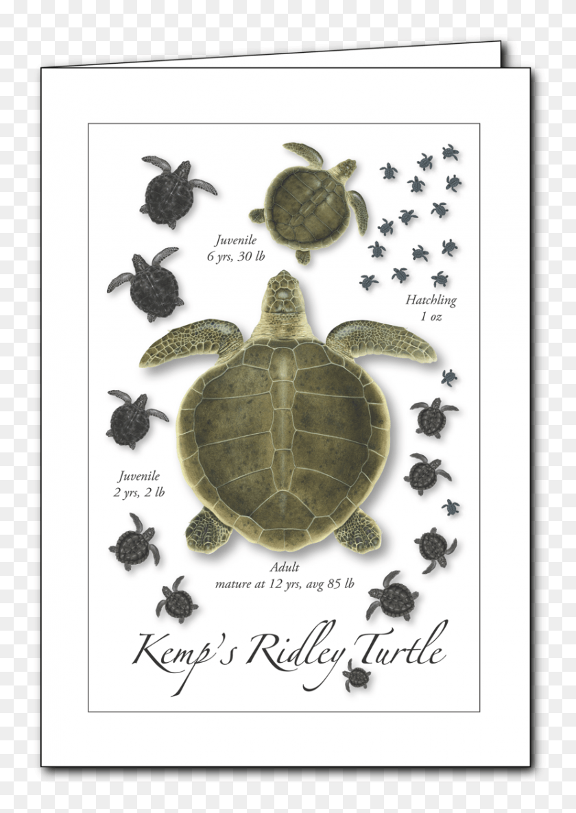 829x1197 Ridley Turtle Lifecycle Pseudemys Concinna Concinna, Reptile, Sea Life, Animal HD PNG Download