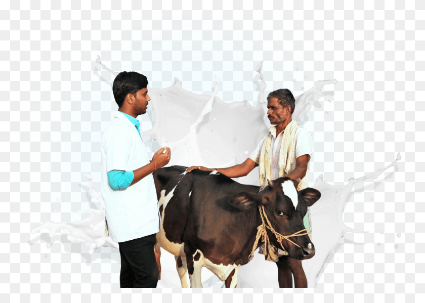 993x687 Right Side Image Milk Man With Cow, Cattle, Mammal, Animal HD PNG Download