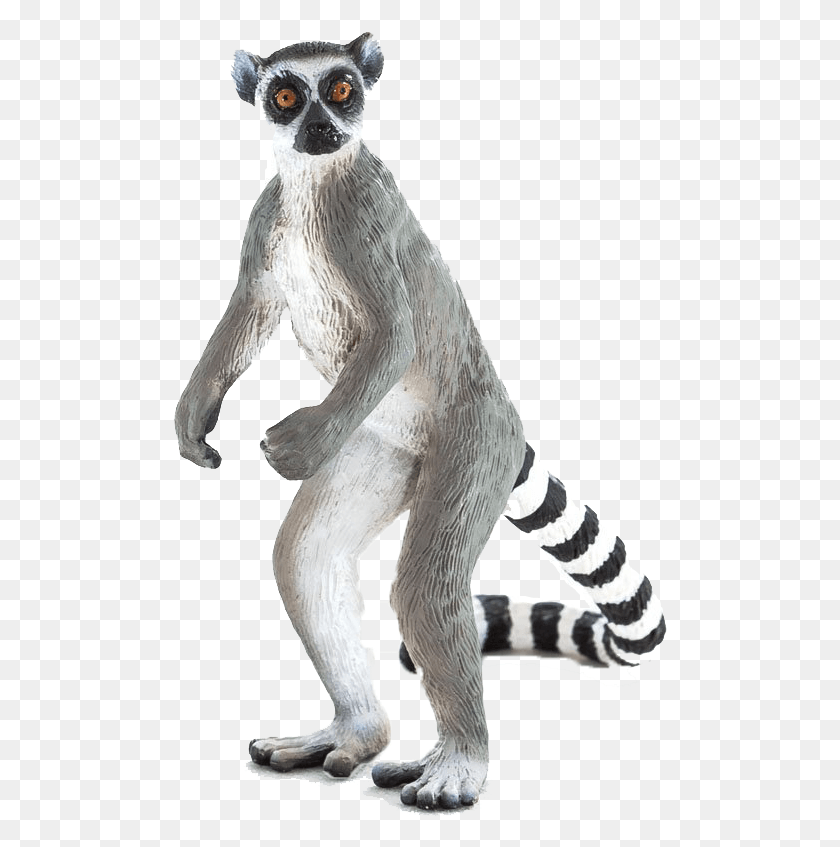 495x787 Ring Tailed Lemur, Mammal, Animal, Wildlife HD PNG Download
