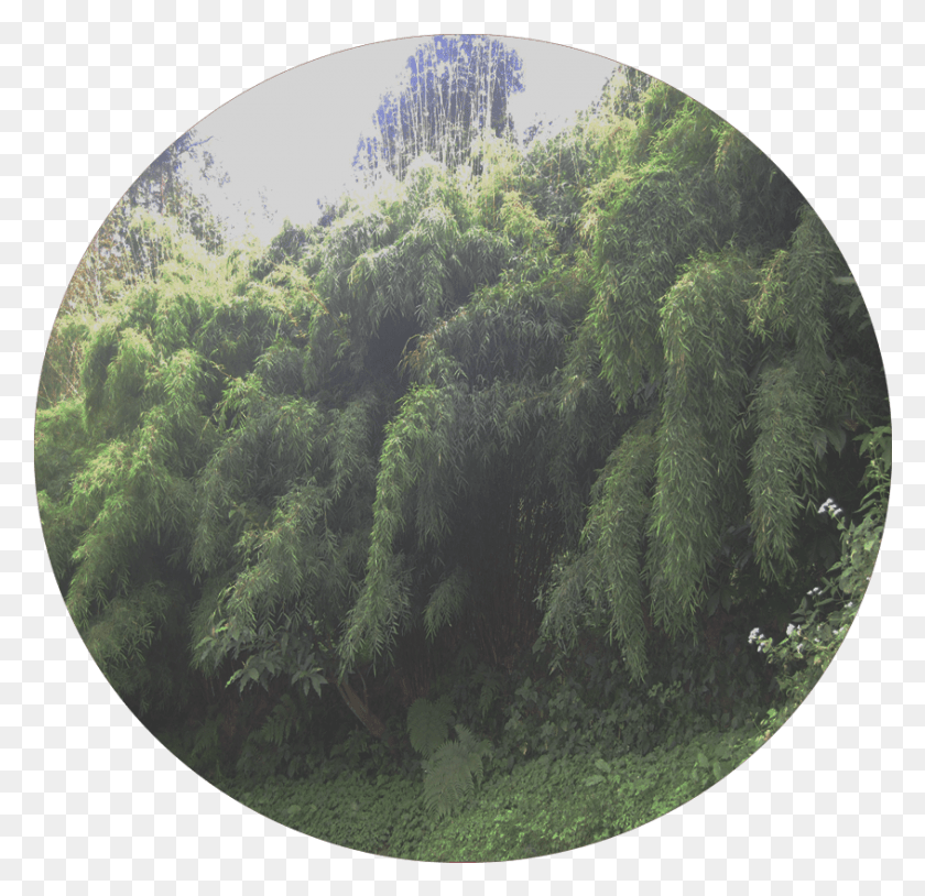 845x817 Ringal Larch, Vegetation, Plant, Outdoors HD PNG Download