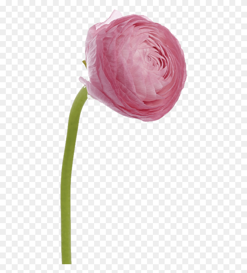 434x870 Рио Ранункулус Розовый Лютик Рио Ранункулус Цветы Персидский Лютик, Лепесток, Цветок, Растение Hd Png Скачать