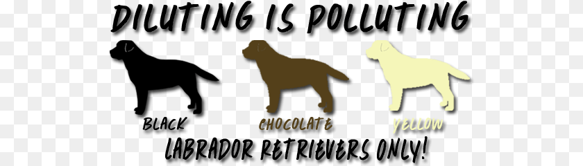 Riorock Puppies Available Labrador Retriever, Animal, Canine, Dog, Labrador Retriever PNG