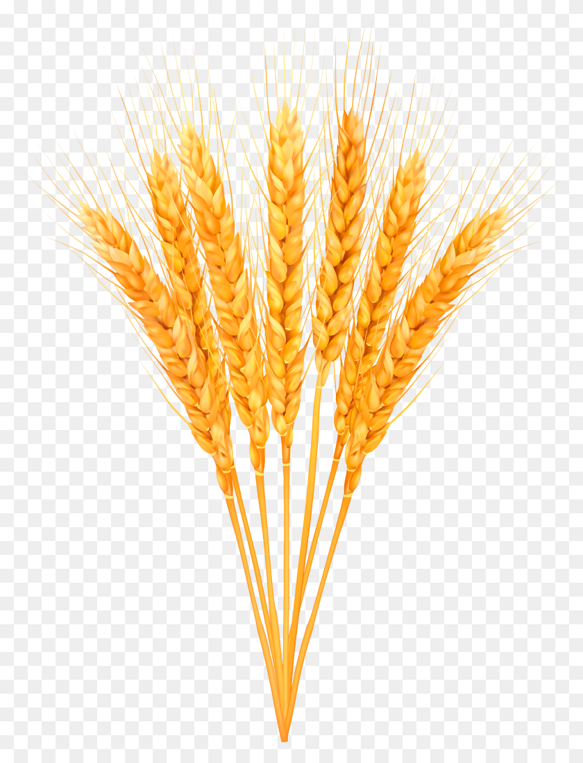 4455x5945 Png Спелая Пшеница