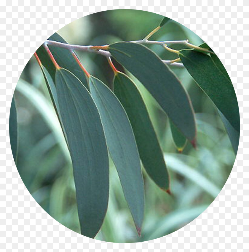 1210x1228 Rising Demand For Eucalyptus Oil, Leaf, Plant, Flower HD PNG Download