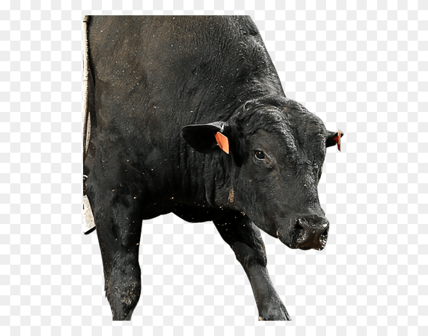 513x600 Восходящее Солнце Молочная Корова, Бык, Млекопитающее, Животное Hd Png Скачать
