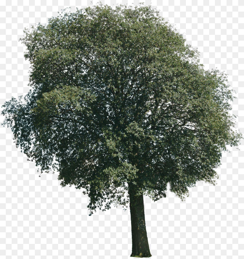 983x1044 River Birch, Oak, Plant, Sycamore, Tree PNG
