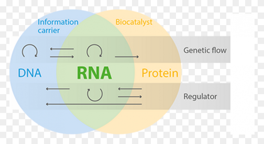 1120x574 Rna Functions As A Carrier Of Genetic Information Circle, Text, Label, Diagram HD PNG Download