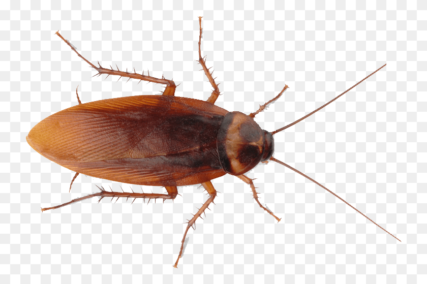 740x499 Roach, Insect, Invertebrate, Animal HD PNG Download