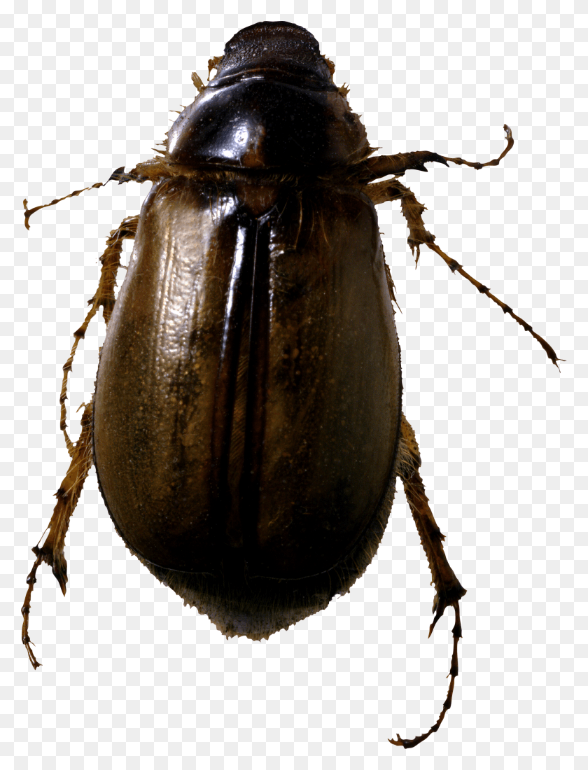 1803x2404 Cucaracha Png / Insecto Hd Png