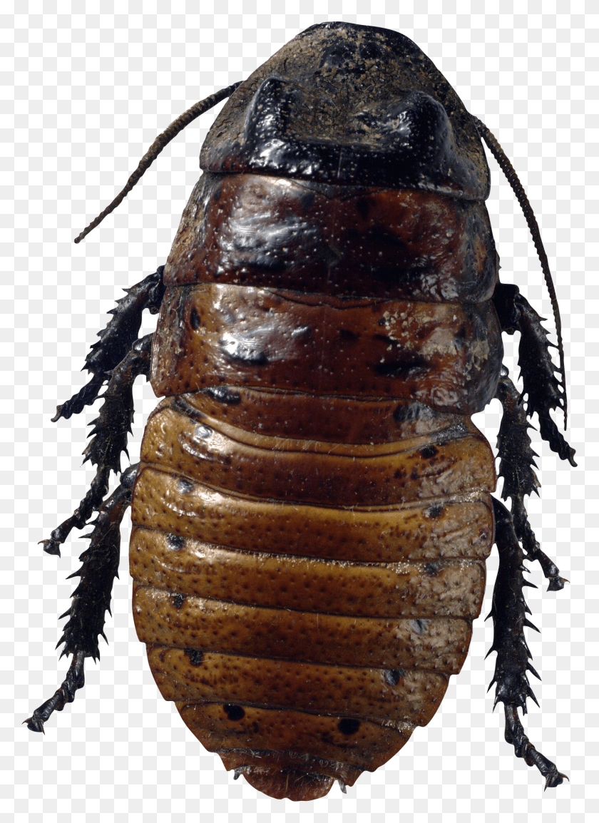 1510x2118 Roach Cockroach Free, Insect, Invertebrate, Animal HD PNG Download