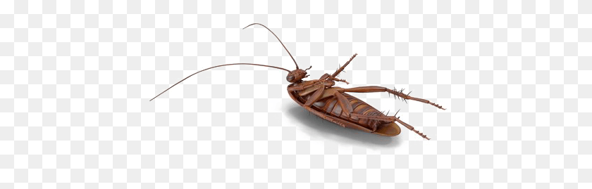 433x209 Roach Free Mosquito, Boat, Vehicle, Transportation HD PNG Download