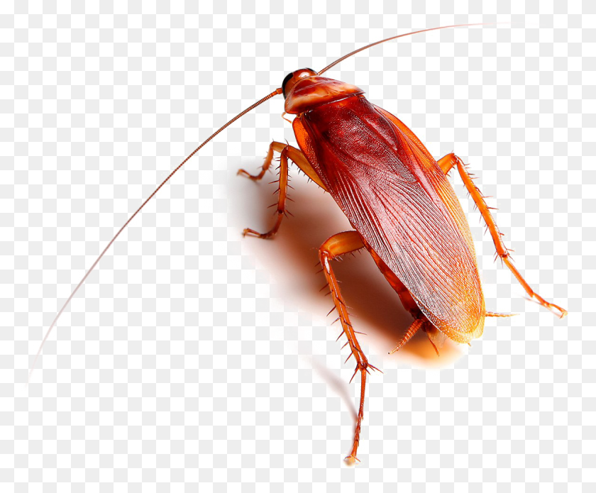1174x957 Roach Transparent Images Roach, Insect, Invertebrate, Animal HD PNG Download