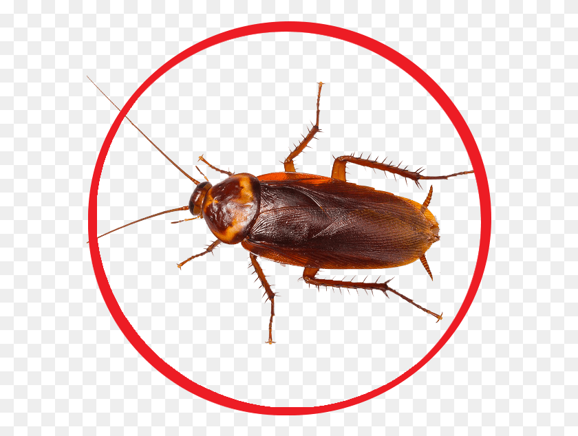 589x574 Roaches Control Services From Fresno To Entire Central Large Cockroach, Insect, Invertebrate, Animal HD PNG Download
