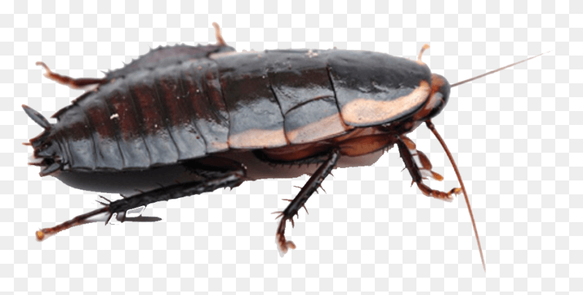 907x425 Roaches Free Image Whitetail Spider New Zealand, Insect, Invertebrate, Animal HD PNG Download