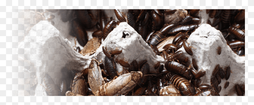 1350x501 Roaches Will Nibble At Books And Food Packages Firebrat, Invertebrate, Animal, Insect HD PNG Download