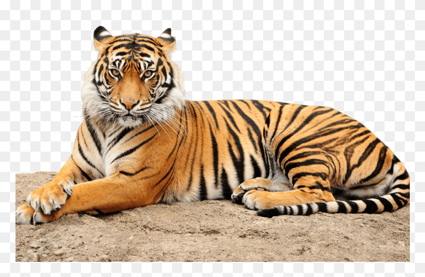 2561x1605 Roaring Tiger Point Defiance Zoo Amp Aquarium HD PNG Download