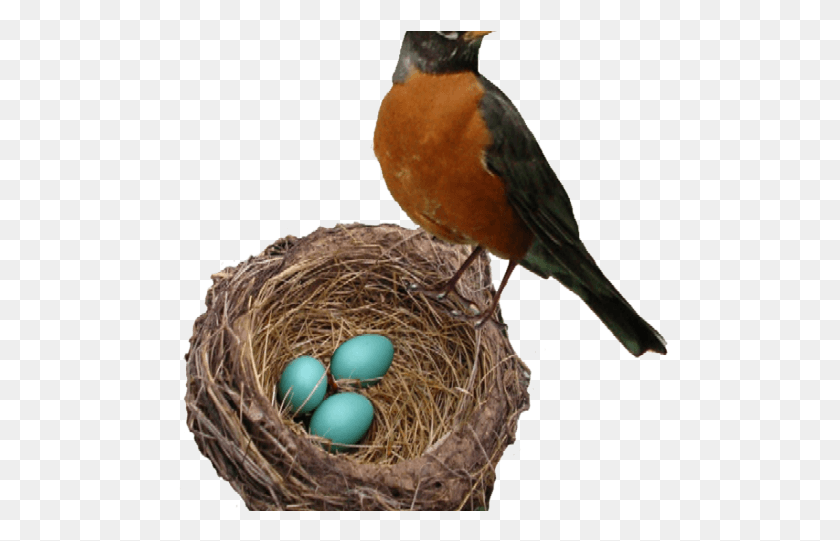 499x481 Robin Clipart Transparent Background Robin In A Nest, Bird, Animal, Bird Nest HD PNG Download