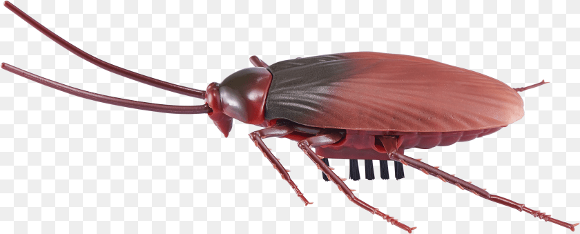 Robo Alive, Animal, Insect, Invertebrate, Cockroach Sticker PNG