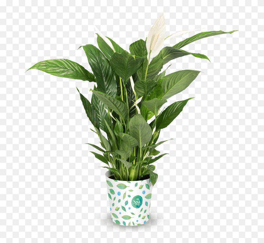 690x716 Robust Plant Houseplant, Leaf, Flower, Blossom Descargar Hd Png
