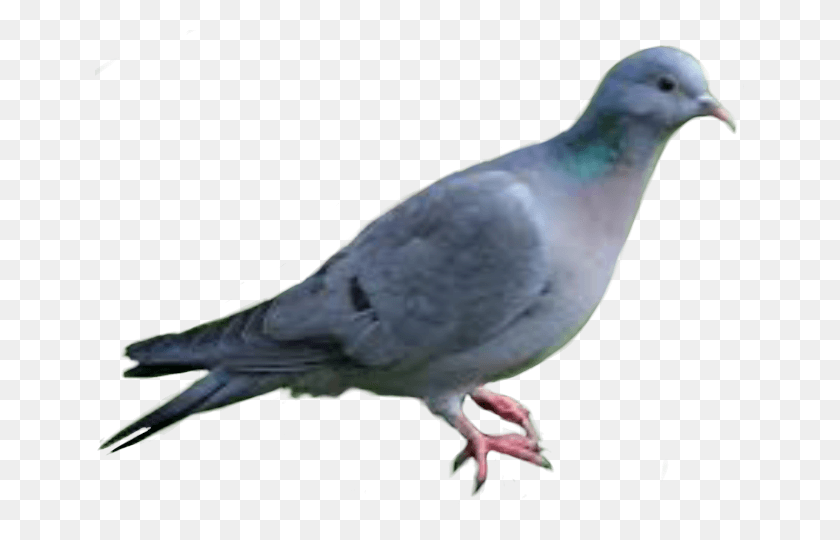 649x480 Rock Dove, Bird, Animal, Pigeon HD PNG Download