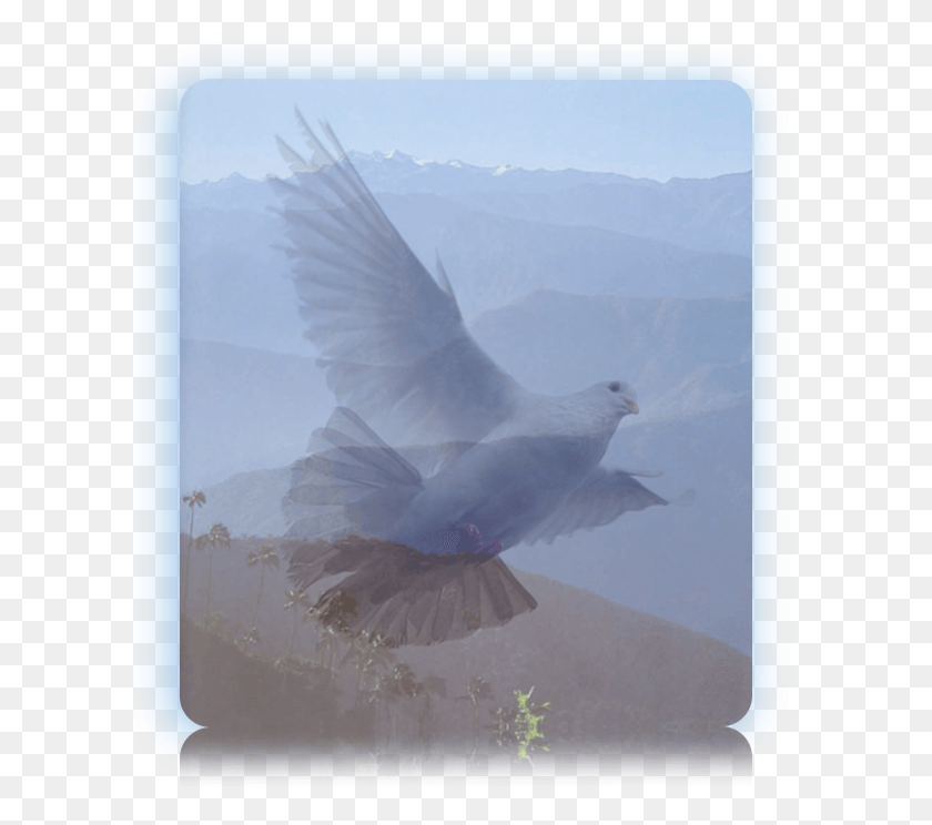 600x684 Rock Dove, Bird, Animal, Pigeon HD PNG Download