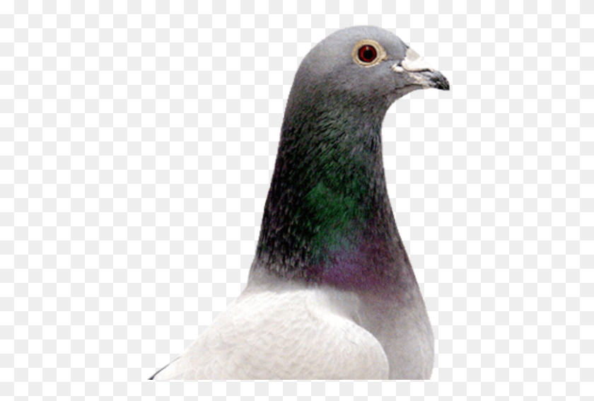 442x507 Rock Dove, Bird, Animal, Pigeon HD PNG Download