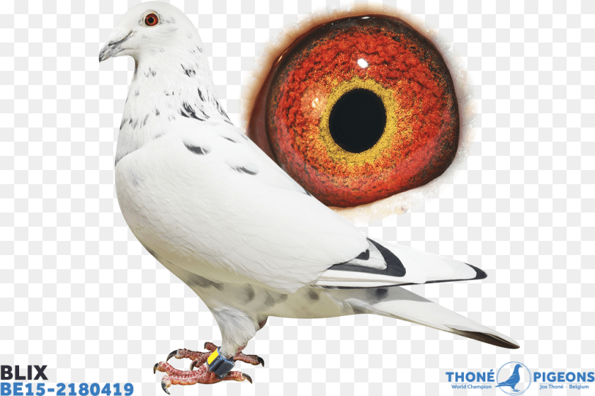 Rock Dove, Animal, Bird, Pigeon PNG