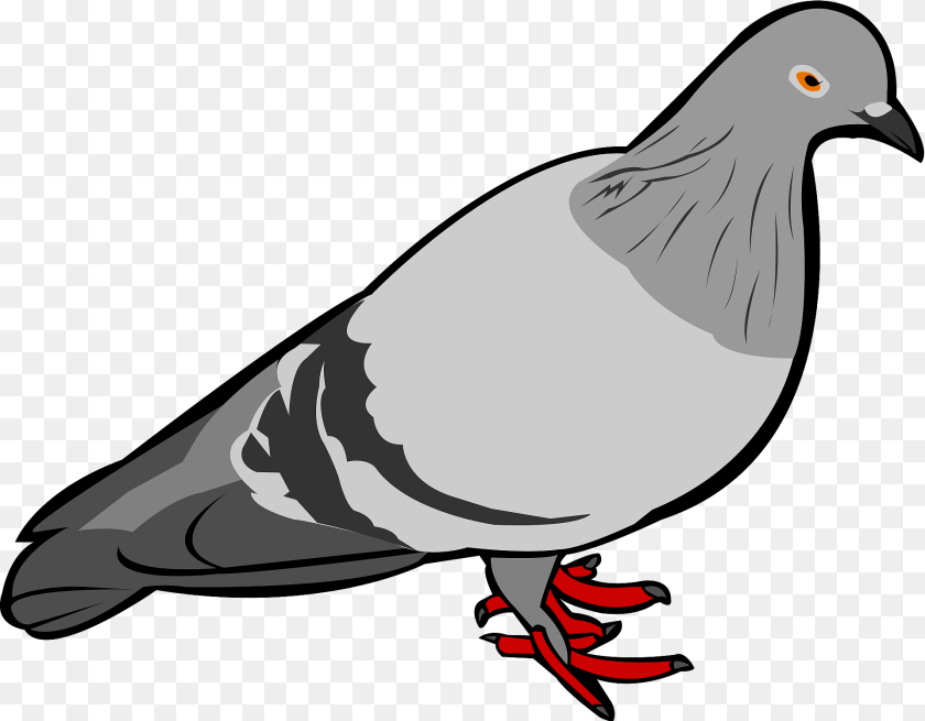 Rock Dove Clipart, Animal, Bird, Pigeon, Fish PNG