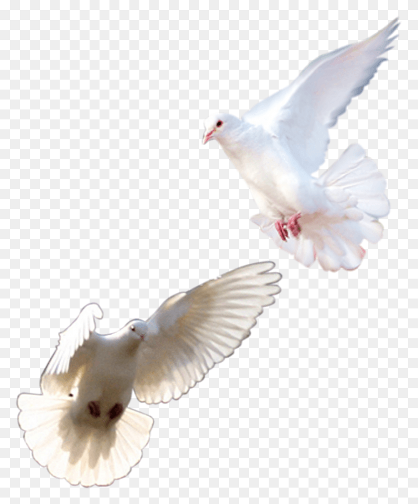 1474x1801 Голубь Самонаводящийся Columbidae Розовый Белый Прозрачный Голубь, Голубь, Птица, Животное Png Скачать