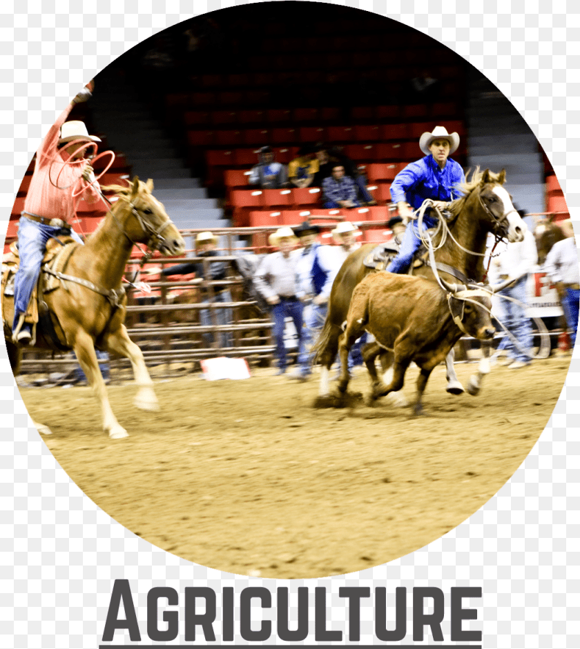 Rodeo Bubble Stallion, Animal, Person, Equestrian, Horse Sticker PNG