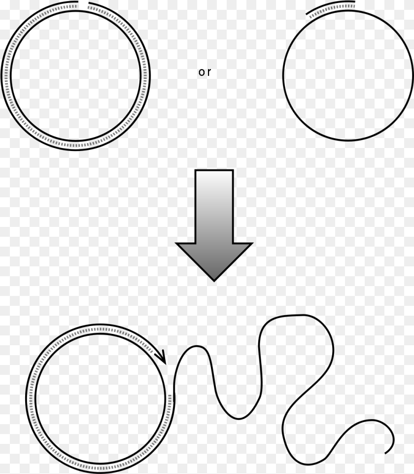 1103x1262 Rolling Circle Replication Plos, Symbol Clipart PNG