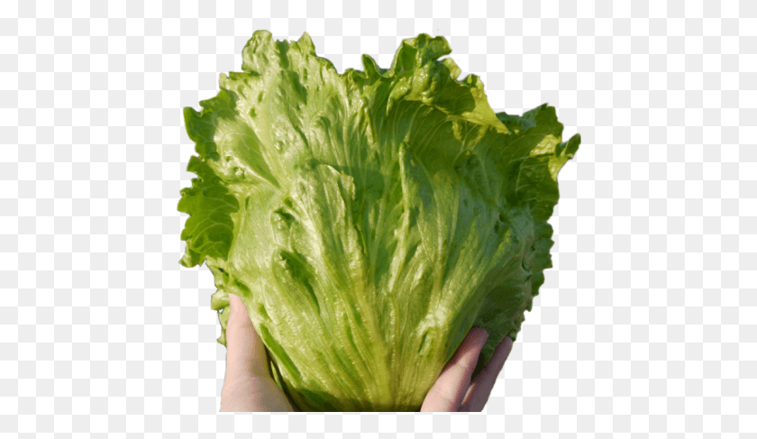 451x427 Romaine Lettuce, Plant, Vegetable, Food HD PNG Download
