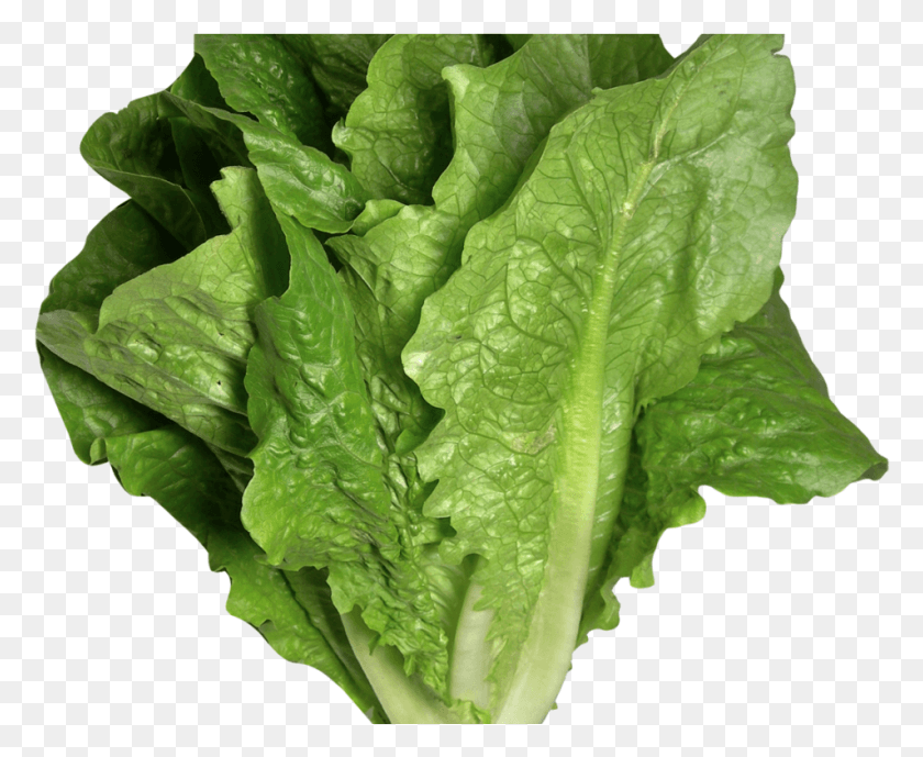953x769 Romaine Lettuce Image Lettuce, Plant, Vegetable, Food HD PNG Download