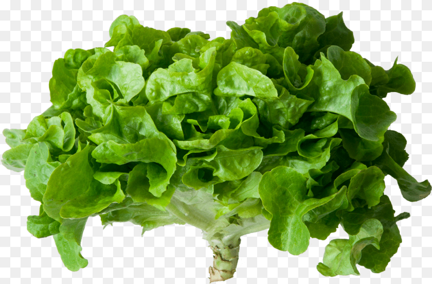 1042x685 Romaine Lettuce Romaine Lettuce, Food, Plant, Produce, Vegetable Clipart PNG