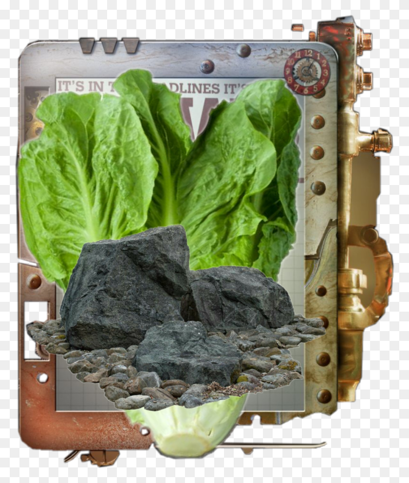 1024x1224 Romaine Sticker Chard, Plant, Lettuce, Vegetable HD PNG Download
