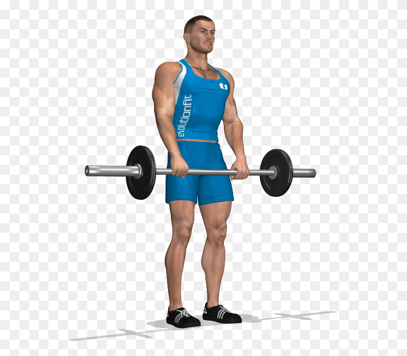 561x674 Romanian Deadlift Involved Muscles During The Training Stacco Gambe Tese Con Bilanciere, Person, Human, Fitness HD PNG Download
