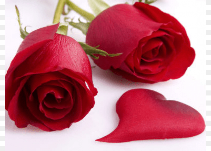 Romantic Good Morning And Good Night, Flower, Petal, Plant, Rose Transparent PNG