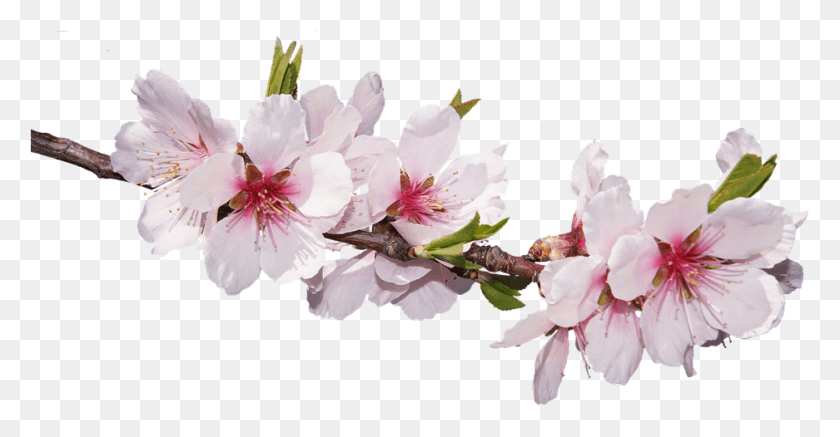 937x454 Descargar Png / Marido Romántico Buenos Días, Planta, Flor, Flor Hd Png