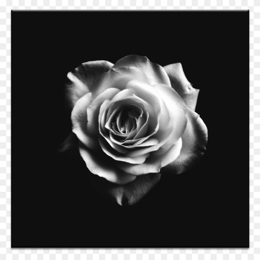799x799 Romantic Rose Life A Dark Rose, Flower, Plant, Blossom Descargar Hd Png